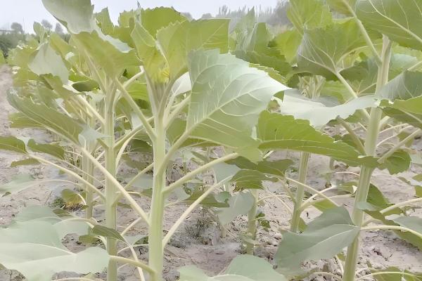 向日葵的花期,花期在夏季7-8月份
