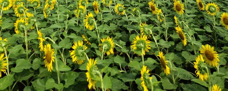向日葵的花期，花期在夏季7-8月份