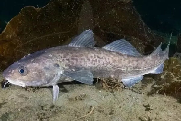 鱼繁殖的季节在几月份，大部分在春夏两季繁殖