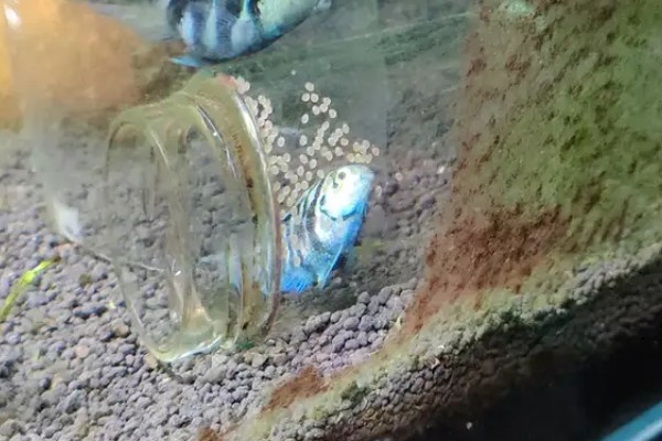 鱼繁殖的季节在几月份，大部分在春夏两季繁殖