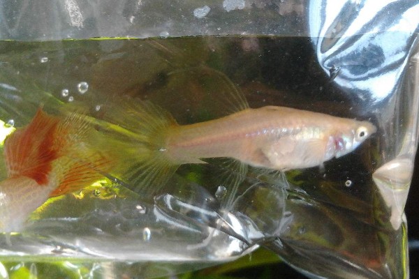 鱼繁殖的季节在几月份，大部分在春夏两季繁殖