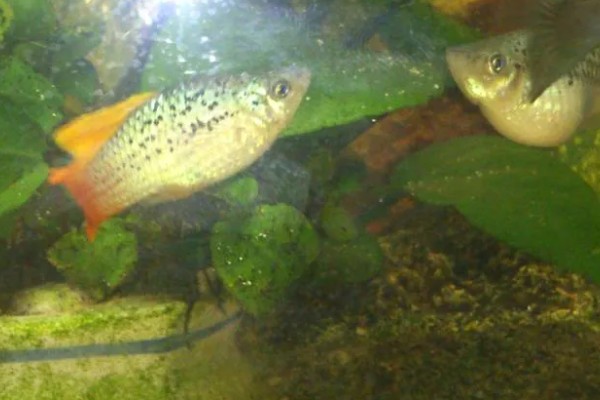 鱼繁殖的季节在几月份，大部分在春夏两季繁殖