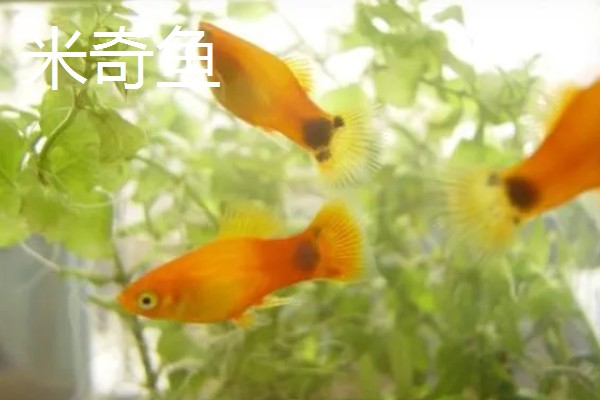 鱼繁殖的季节在几月份，大部分在春夏两季繁殖