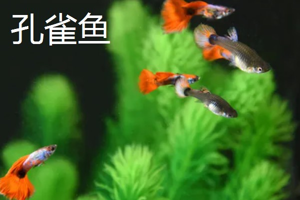 鱼繁殖的季节在几月份，大部分在春夏两季繁殖