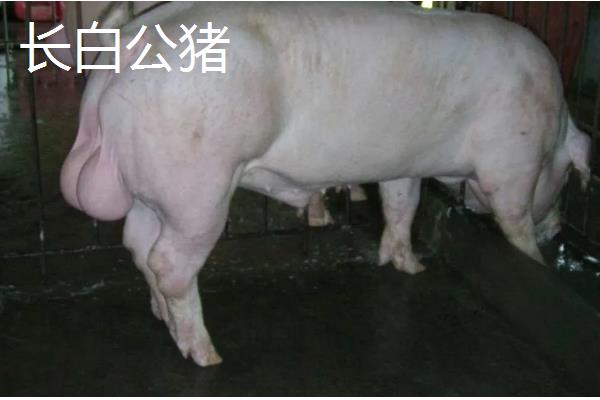 苏太母猪下一代能不能做种猪,产下的后代可以做种猪