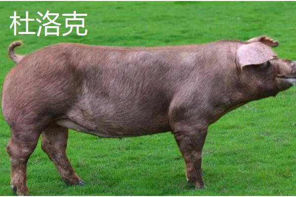 苏太母猪下一代能不能做种猪,产下的后代可以做种猪