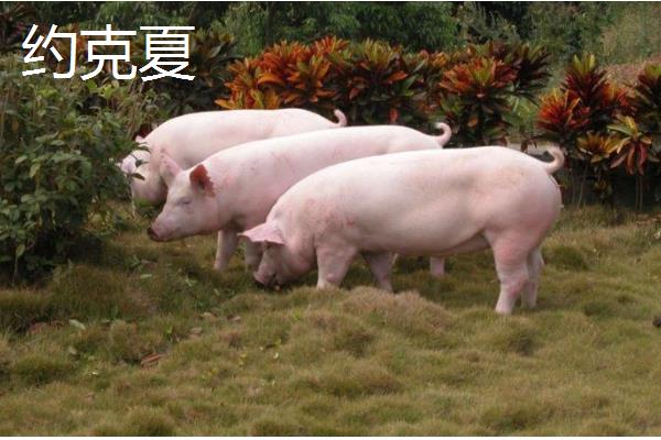 苏太母猪下一代能不能做种猪,产下的后代可以做种猪
