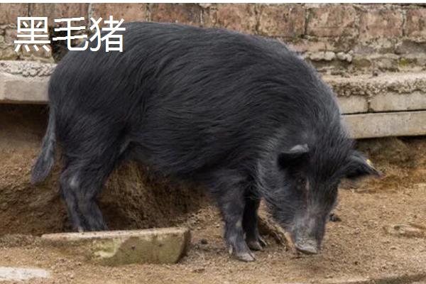 苏太母猪下一代能不能做种猪,产下的后代可以做种猪