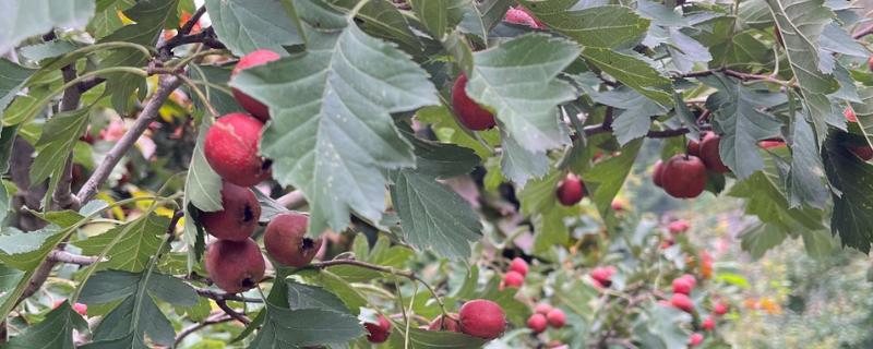 山楂树的繁殖方法，可种子繁殖也可扦插繁殖