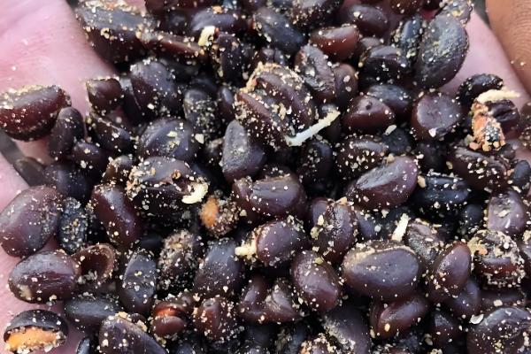 山楂树的繁殖方法，可种子繁殖也可扦插繁殖