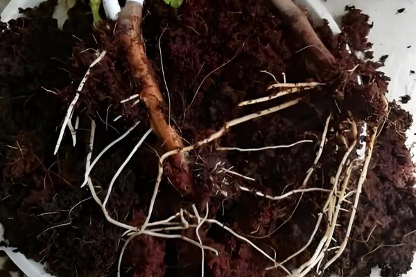 山楂树的繁殖方法，可种子繁殖也可扦插繁殖