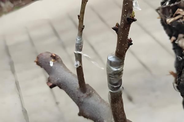 山楂树的繁殖方法，可种子繁殖也可扦插繁殖