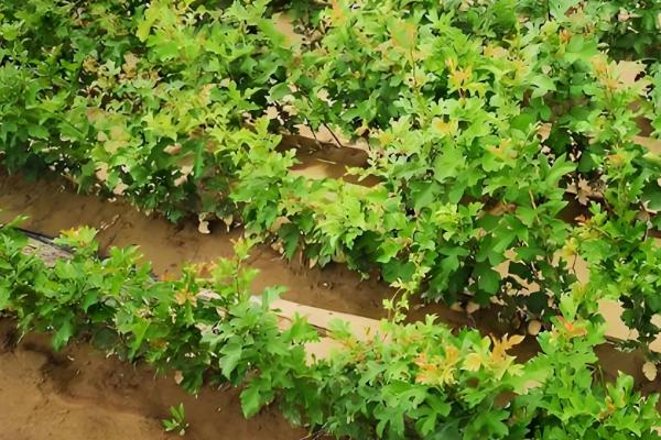 山楂树的繁殖方法，可种子繁殖也可扦插繁殖