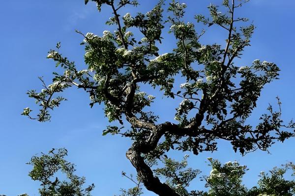 山楂树的繁殖方法，可种子繁殖也可扦插繁殖