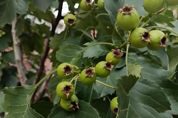 山楂树的繁殖方法，可种子繁殖也可扦插繁殖