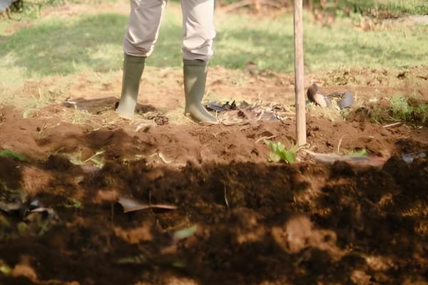 山楂树的繁殖方法，可种子繁殖也可扦插繁殖