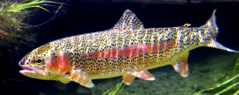 虹鳟鱼怎么养，成鱼每天投喂2次