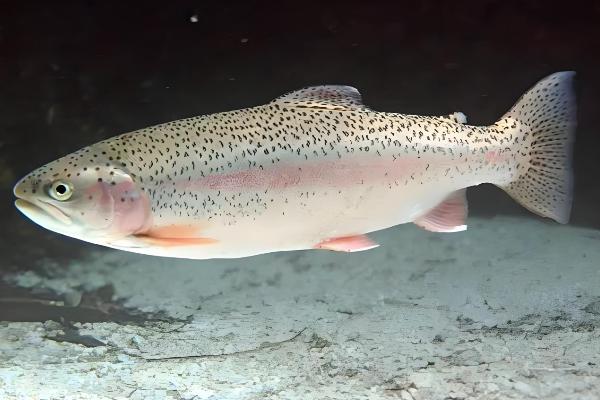 虹鳟鱼怎么养，成鱼每天投喂2次