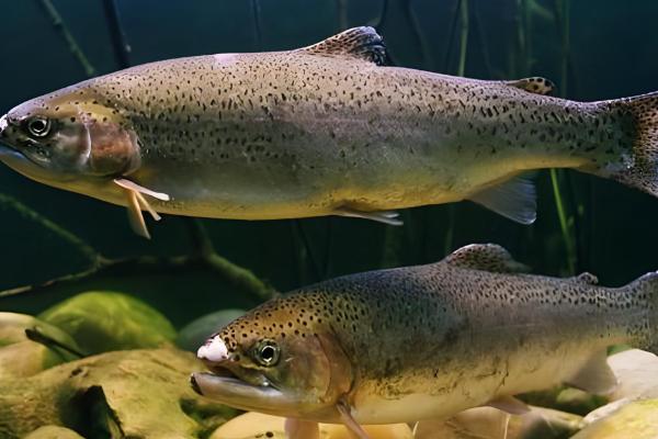 虹鳟鱼怎么养，成鱼每天投喂2次