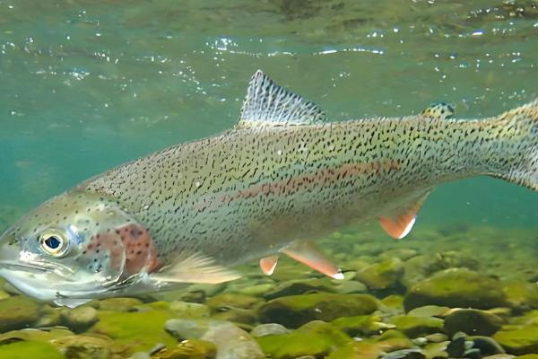 虹鳟鱼怎么养，成鱼每天投喂2次