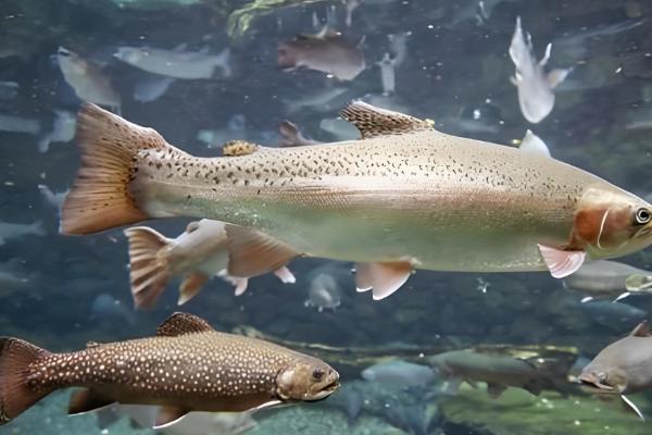 虹鳟鱼怎么养，成鱼每天投喂2次