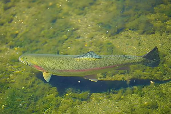 虹鳟鱼怎么养，成鱼每天投喂2次