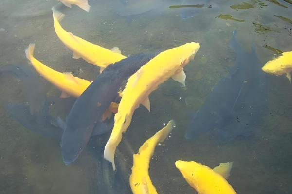 虹鳟鱼怎么养，成鱼每天投喂2次