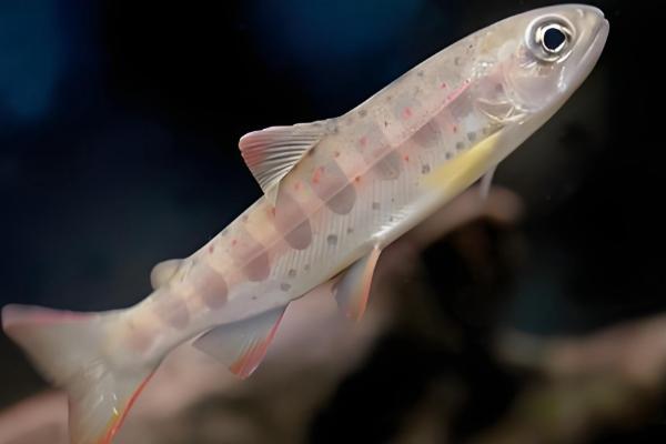 虹鳟鱼怎么养，成鱼每天投喂2次