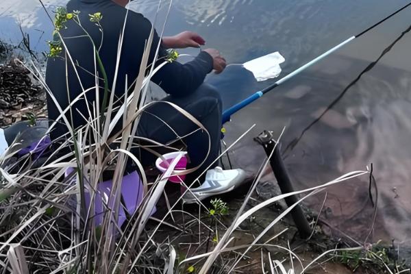 虹鳟鱼怎么养，成鱼每天投喂2次