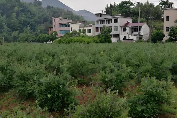 蓝莓对生长环境的要求,生长适温15-25℃