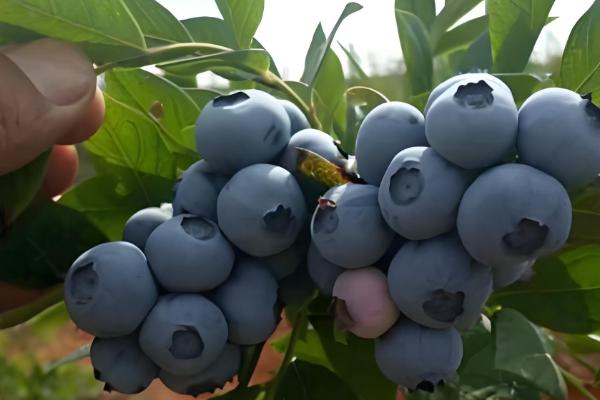 蓝莓对生长环境的要求,生长适温15-25℃