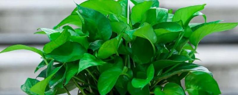 绿萝冬天怎么养，要做好保温工作