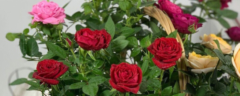 玫瑰花凋谢后的修剪方法，剪除残花和枯叶可减少养分消耗