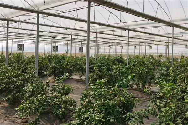 柑橘什么时候栽种,以10月中旬至11月上旬为宜