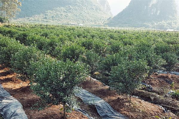 柑橘什么时候栽种,以10月中旬至11月上旬为宜