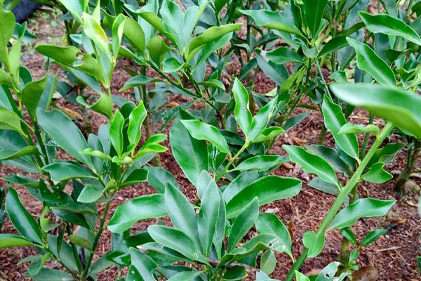 柑橘什么时候栽种,以10月中旬至11月上旬为宜