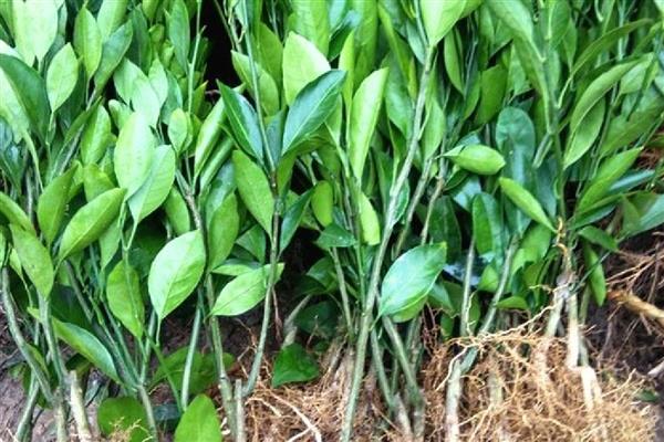 柑橘什么时候栽种,以10月中旬至11月上旬为宜