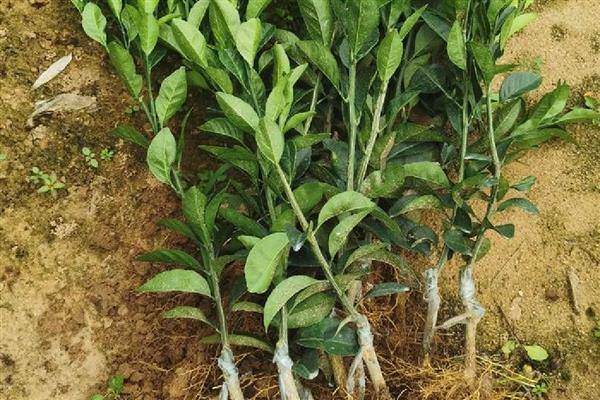 柑橘什么时候栽种,以10月中旬至11月上旬为宜