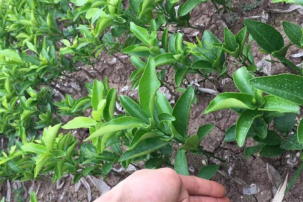 柑橘什么时候栽种,以10月中旬至11月上旬为宜