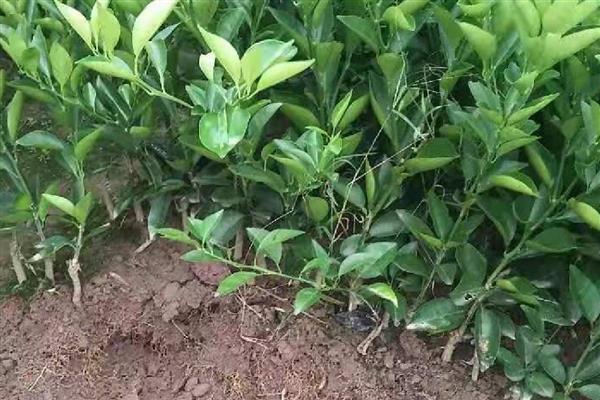 柑橘什么时候栽种,以10月中旬至11月上旬为宜