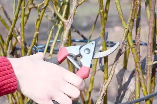 玫瑰花凋谢后的修剪方法，剪除残花和枯叶可减少养分消耗