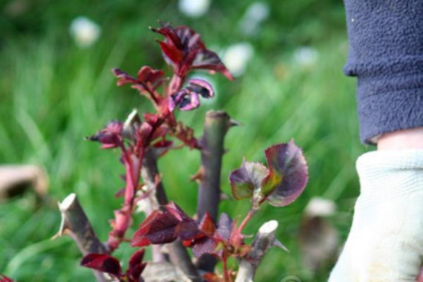 玫瑰花凋谢后的修剪方法，剪除残花和枯叶可减少养分消耗