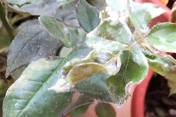 玫瑰花凋谢后的修剪方法，剪除残花和枯叶可减少养分消耗