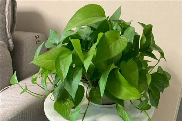 绿萝冬天怎么养，要做好保温工作