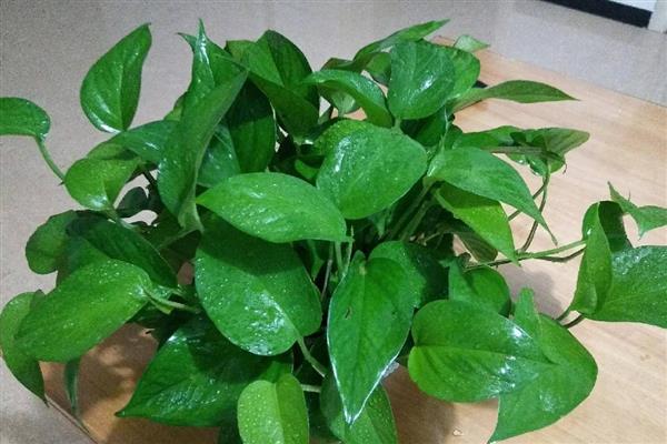 绿萝冬天怎么养，要做好保温工作