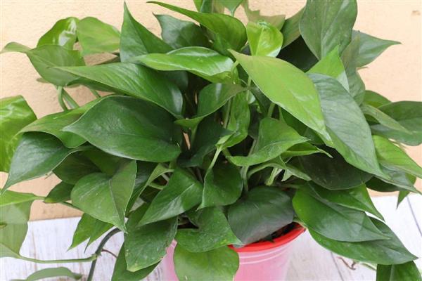 绿萝冬天怎么养，要做好保温工作