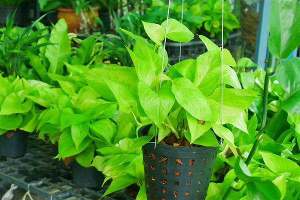 绿萝冬天怎么养，要做好保温工作