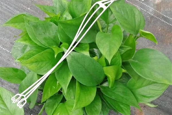 绿萝冬天怎么养，要做好保温工作