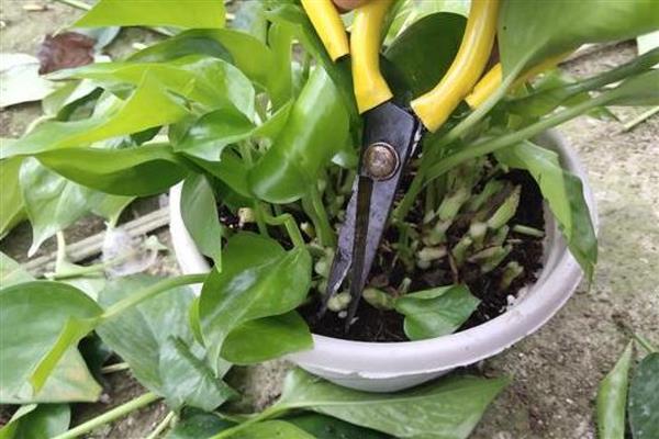 绿萝冬天怎么养，要做好保温工作