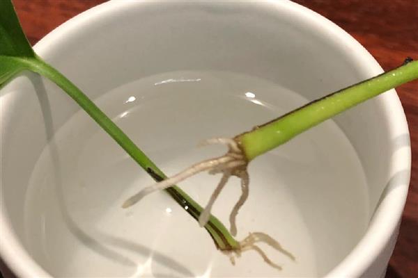 绿萝冬天怎么养，要做好保温工作